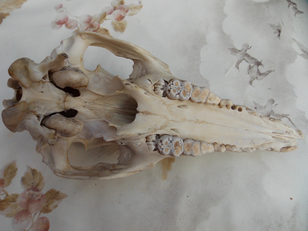 Cranio di cinghiale .