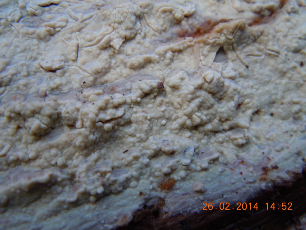 gloeocystidiellum SP (Gloeocystidiellum clavuligerum)