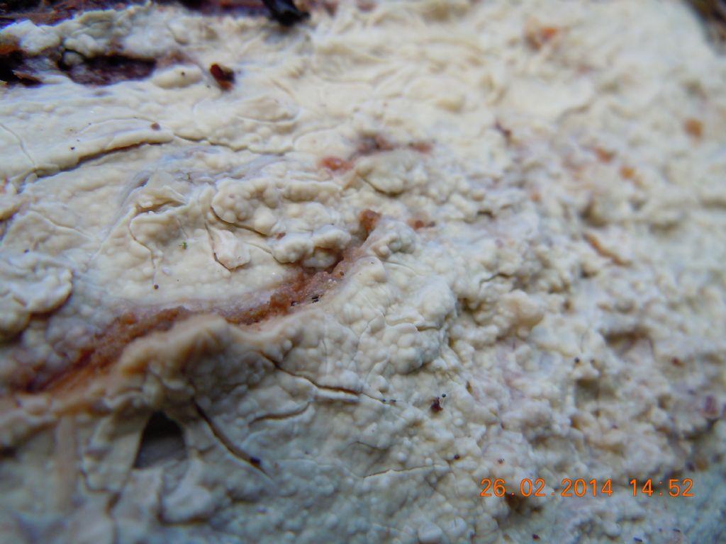 gloeocystidiellum SP (Gloeocystidiellum clavuligerum)