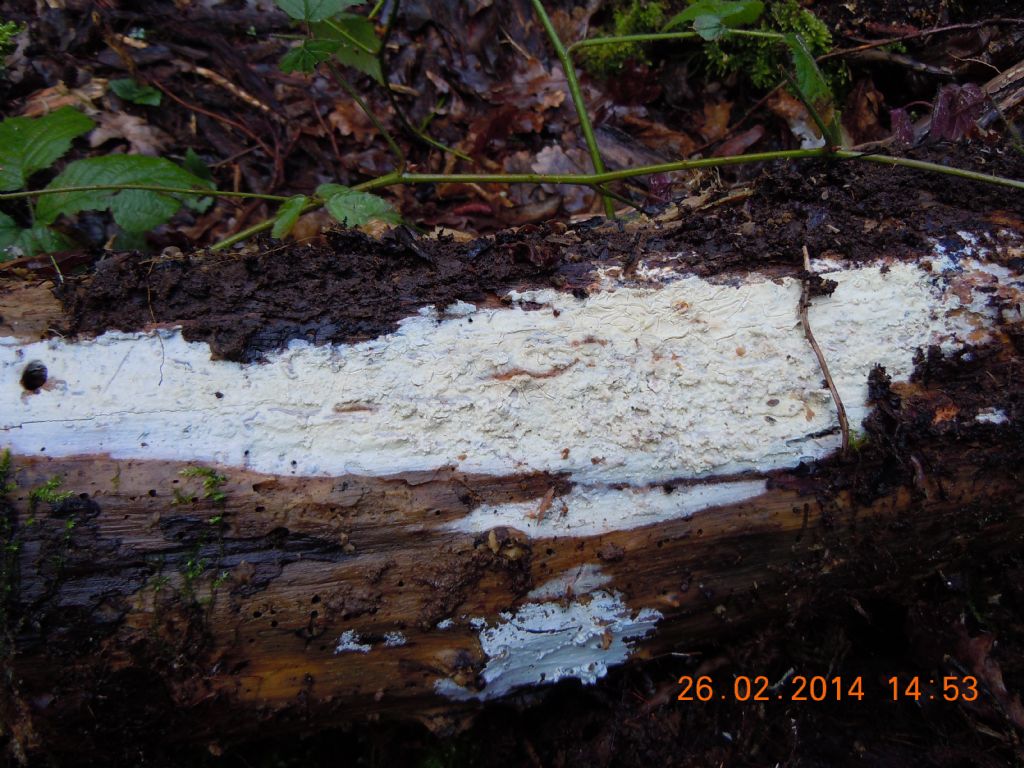 gloeocystidiellum SP (Gloeocystidiellum clavuligerum)