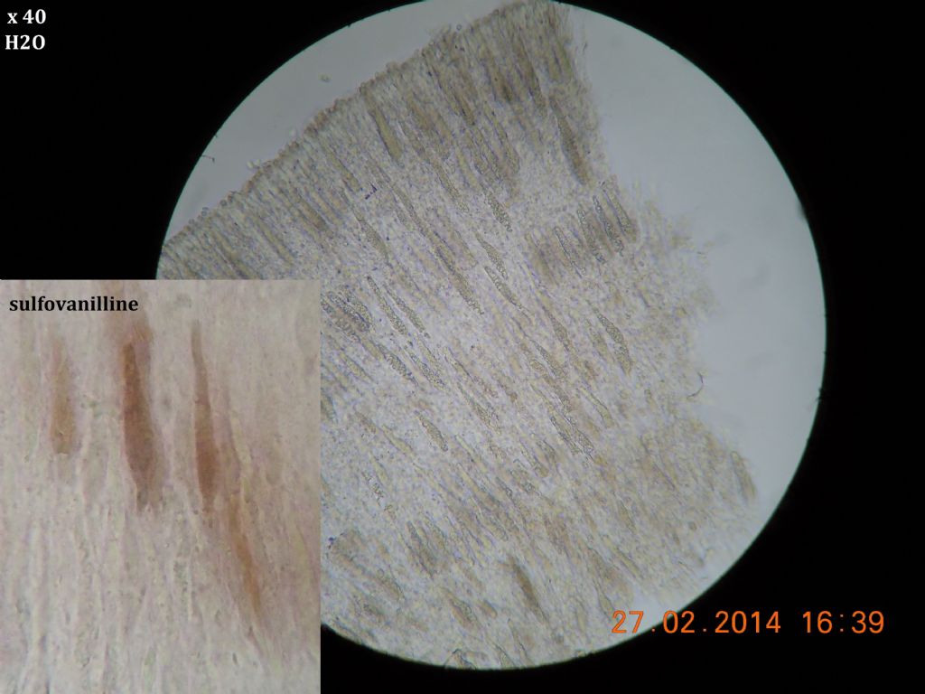gloeocystidiellum SP (Gloeocystidiellum clavuligerum)