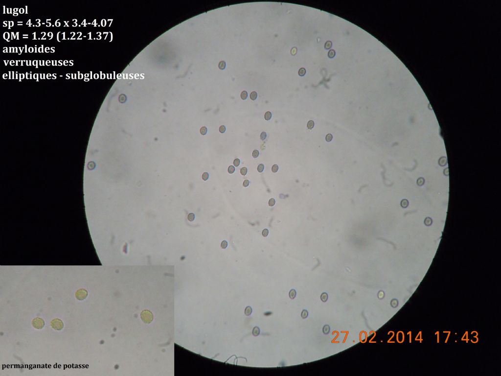 gloeocystidiellum SP (Gloeocystidiellum clavuligerum)