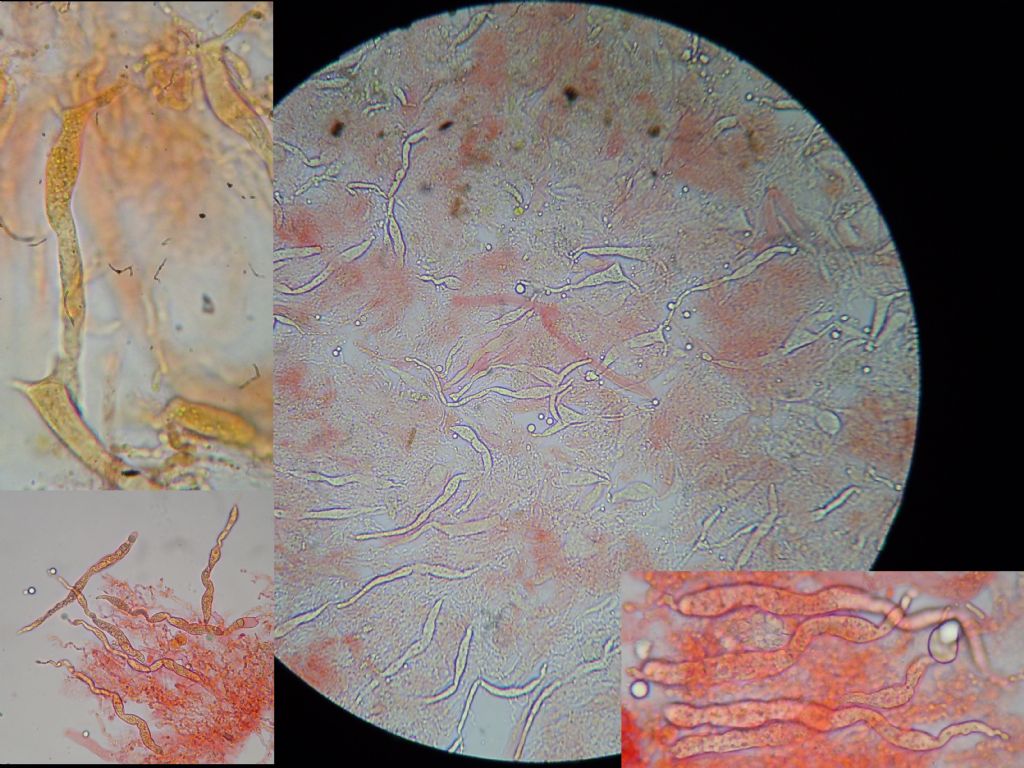 gloeocystidiellum SP (Gloeocystidiellum clavuligerum)