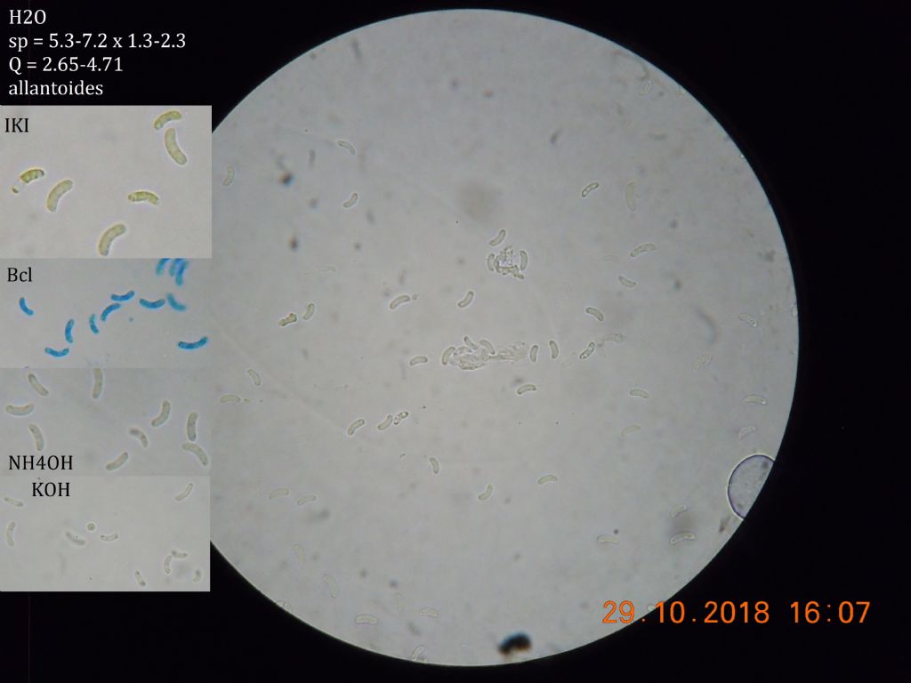 Scopulodes ? (Odonticium septocystidia)