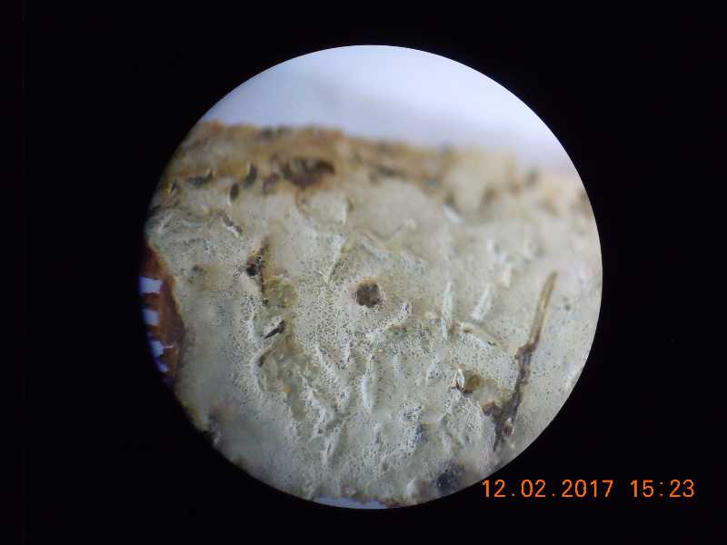 Sistotrema (Sistotrema tholliae)