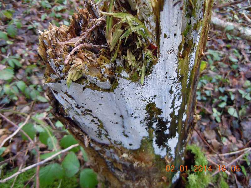 sistotrema (Sistotrema coroniferum)