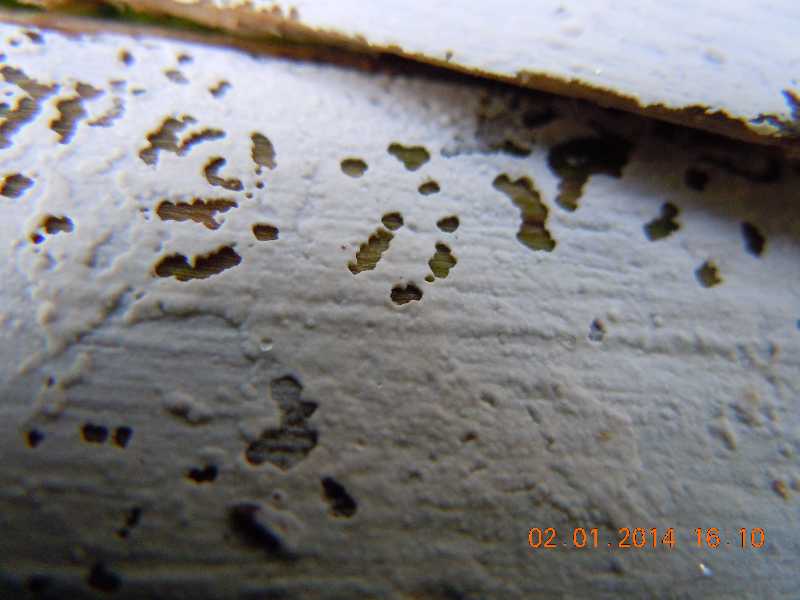 sistotrema (Sistotrema coroniferum)