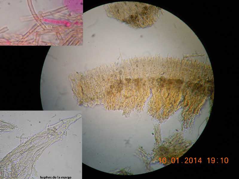 phlebioides1