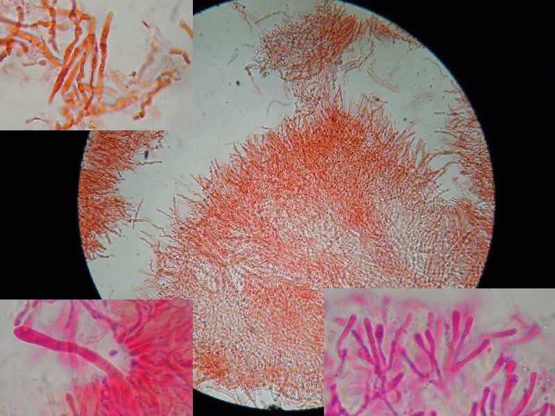 phlebioides1