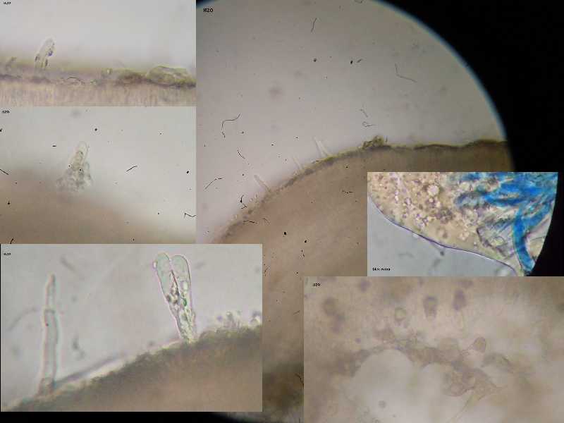 phlebioides1