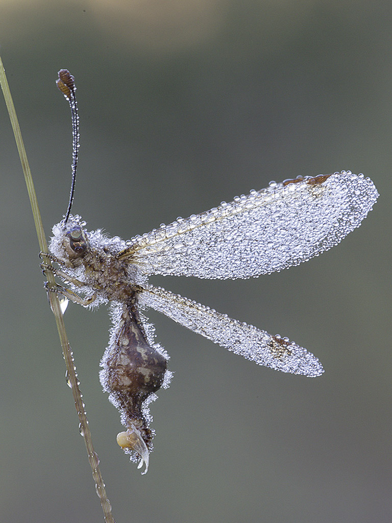 Deleproctophylla australis