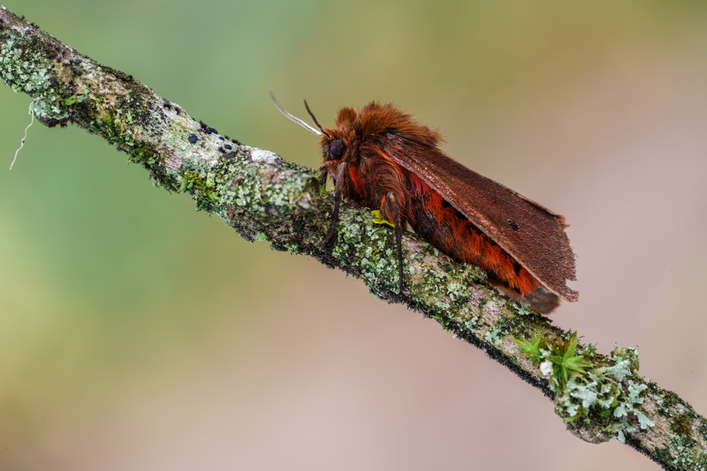 Richiesta di ID per falena (credo...) - Phragmatobia fuliginosa