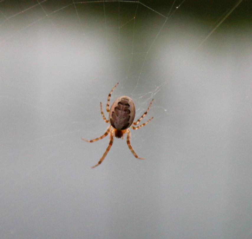 Allagelena gracilens; Zygiella sp.