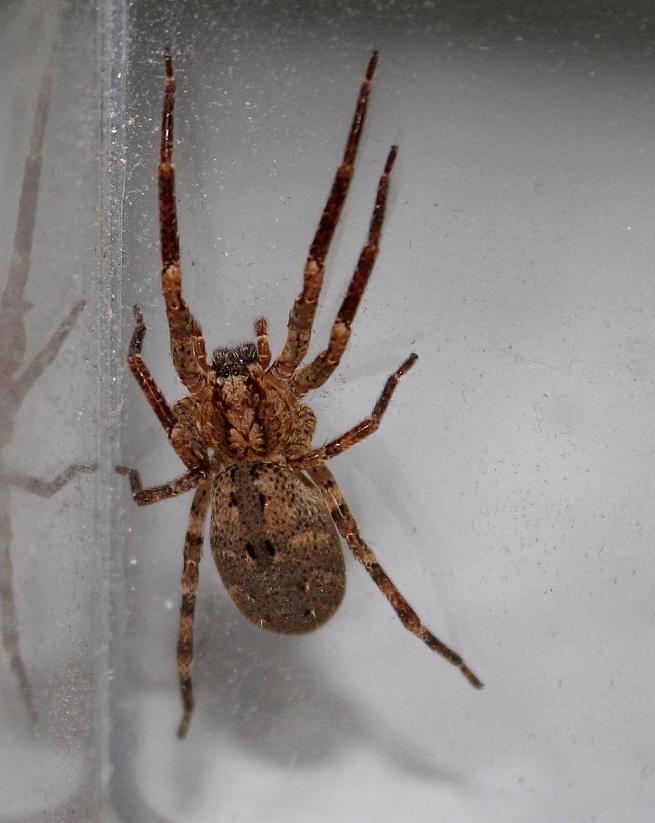 Lycosidae? No. Femmina di Zoropsis sp. - Cernusco (MI)