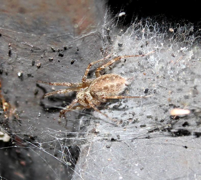Allagelena gracilens; Zygiella sp.