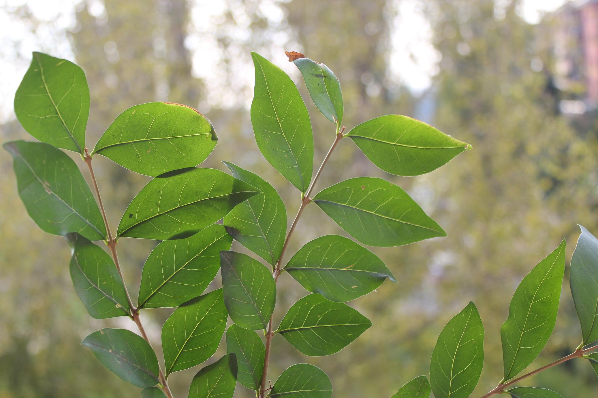 Ligustrum?