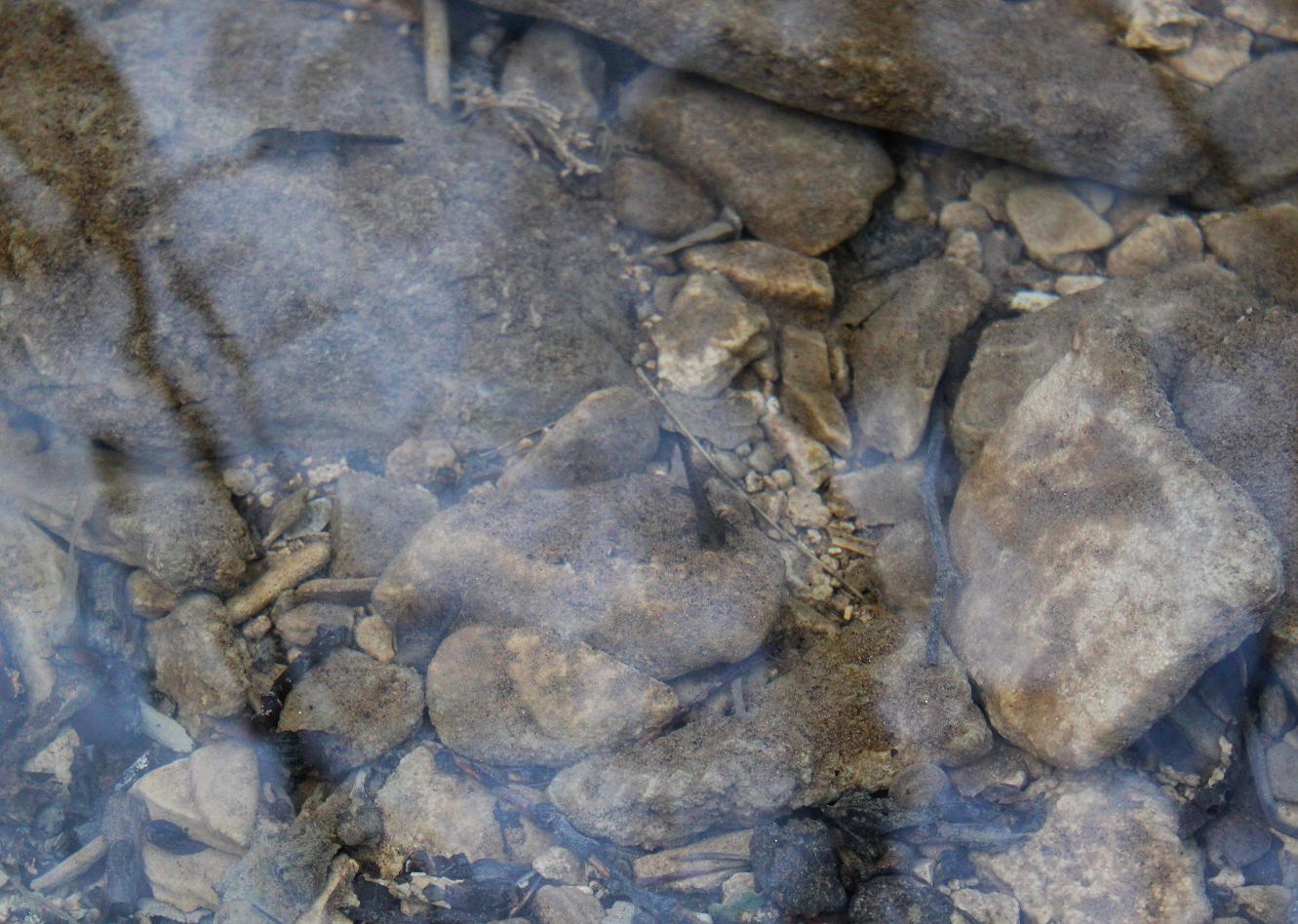 Salamandre gennaiole