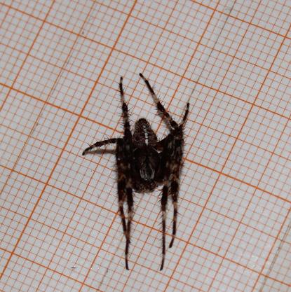 maschio di Araneus diadematus