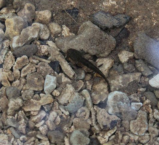 Salamandre gennaiole