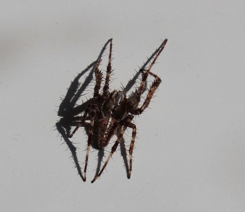 maschio di Araneus diadematus