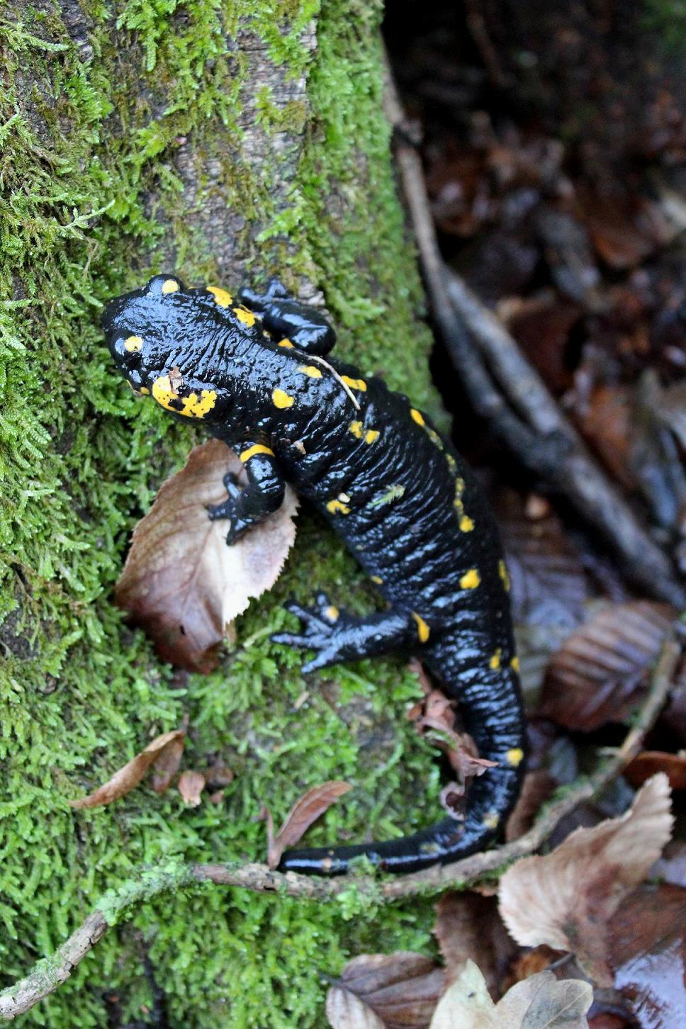 Salamandre gennaiole