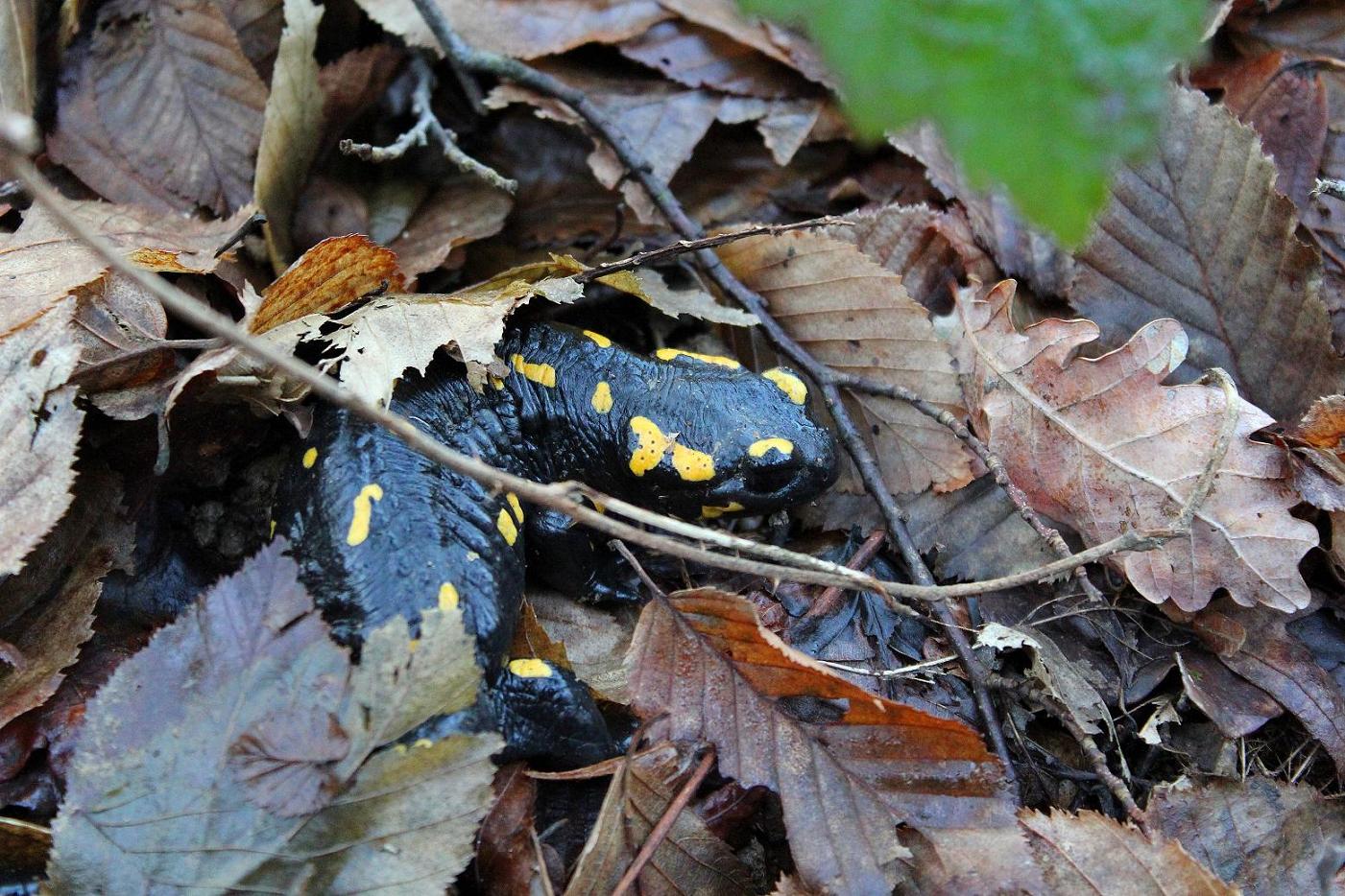 Salamandre gennaiole