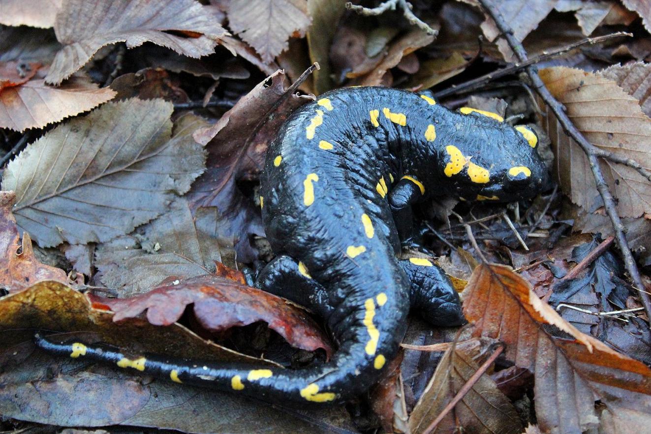 Salamandre gennaiole