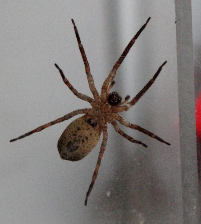 Lycosidae? No. Femmina di Zoropsis sp. - Cernusco (MI)