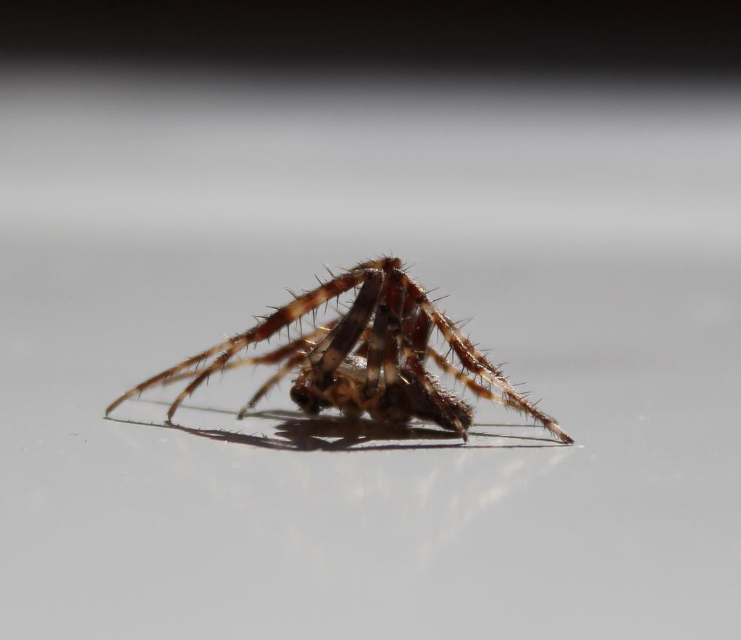 maschio di Araneus diadematus
