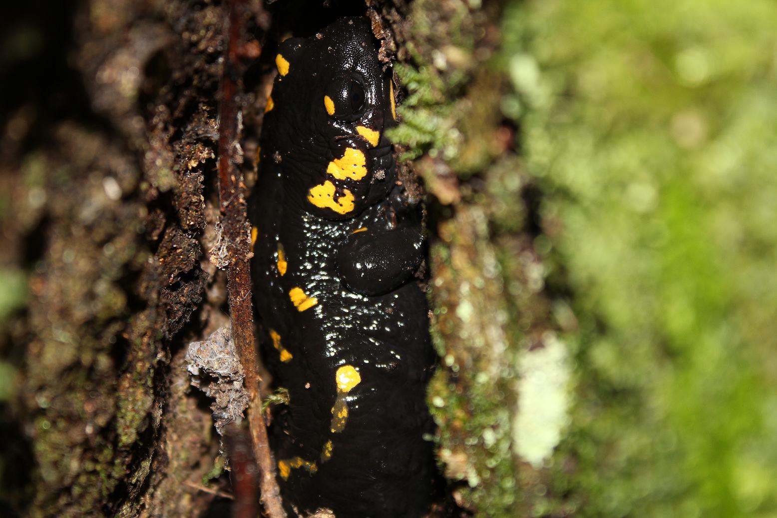 Salamandre gennaiole