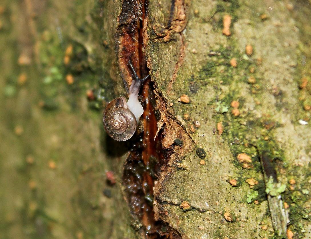 Identificazione gasteropode