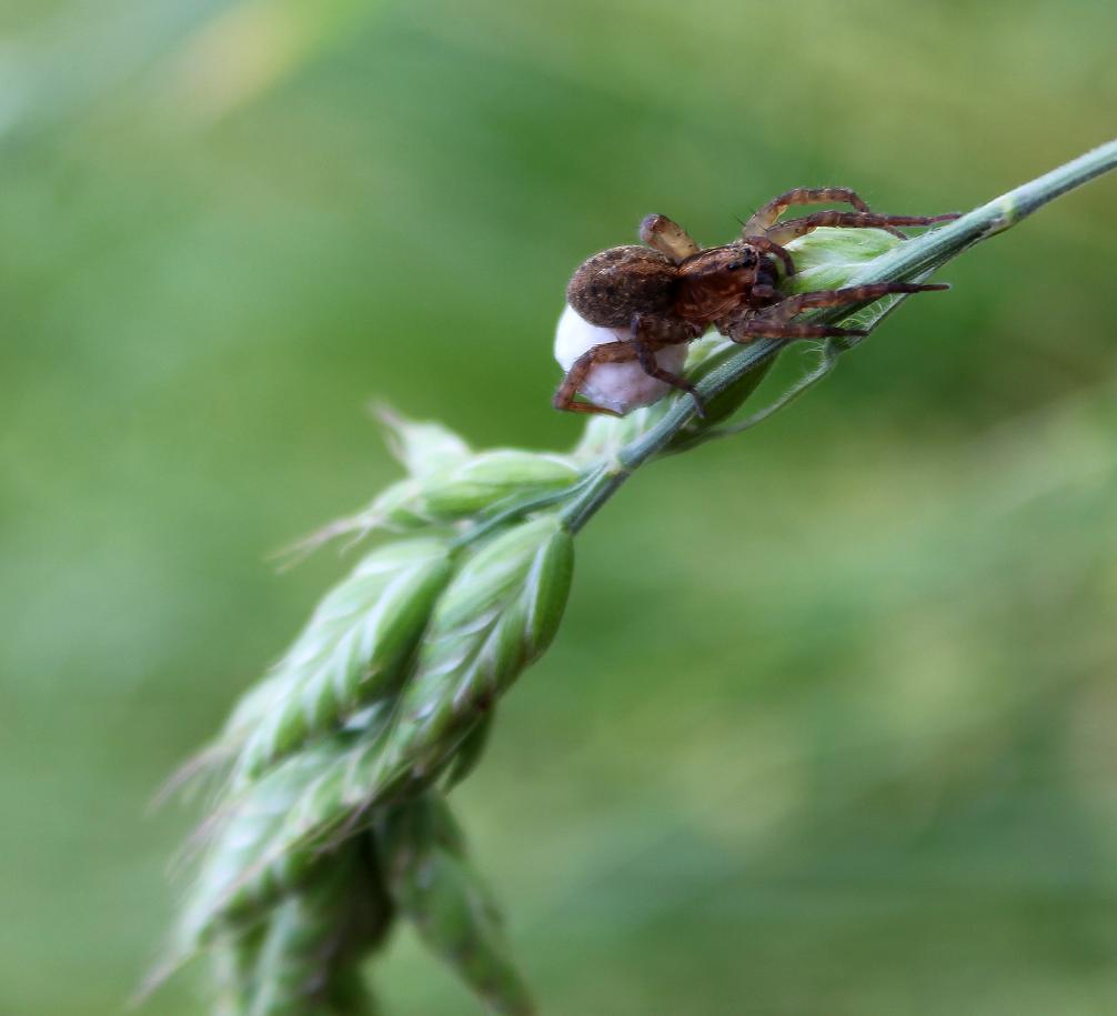 Trochosa sp.con ovisacco - Cernusco (MI)