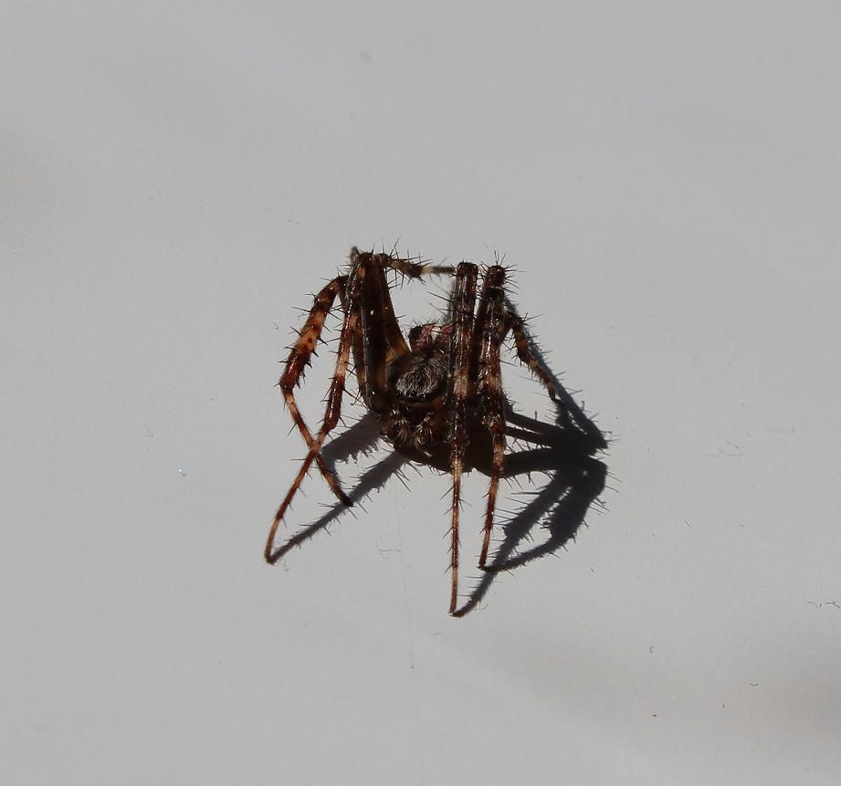 maschio di Araneus diadematus