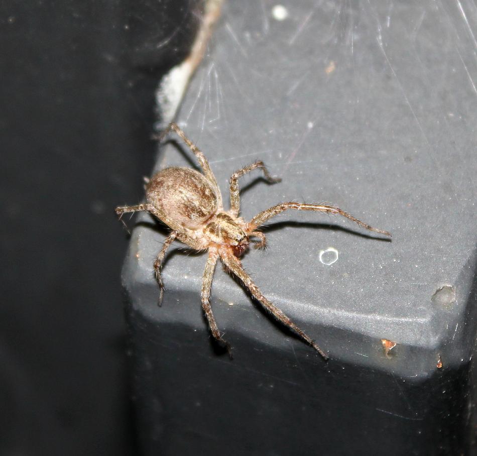 Allagelena gracilens; Zygiella sp.
