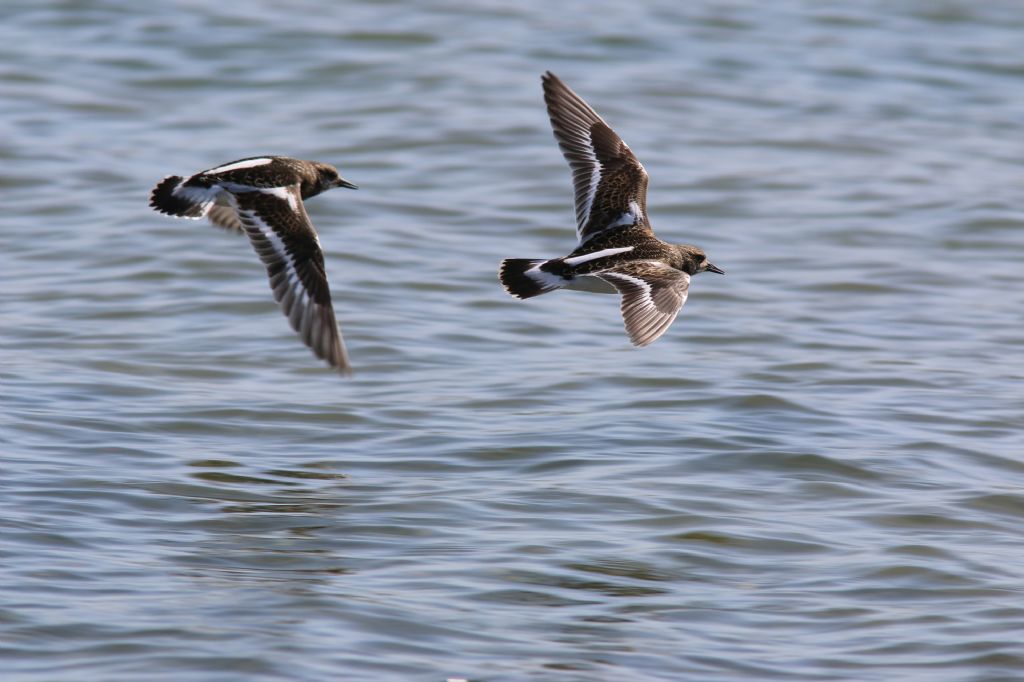 Voltapietre in volo