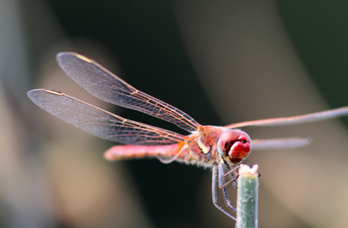 Calopteryx splendens, Sympetrum fonscolombii  e Calopteryx haemorrhoidalis