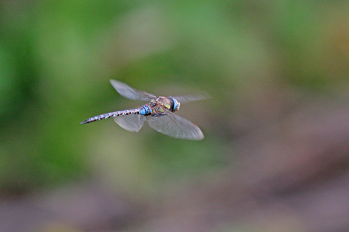 Aeshna mixta maschio, Calopteryx virgo femmina, Calopteryx virgo maschio