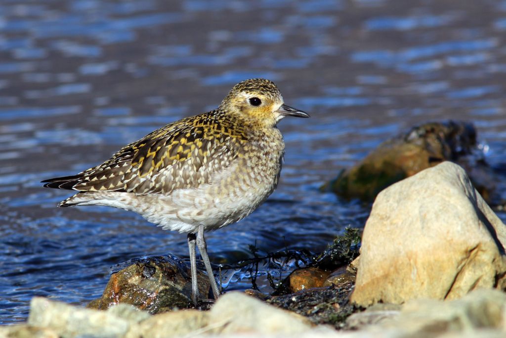 Piviere orientale (Pluvialis fulva)