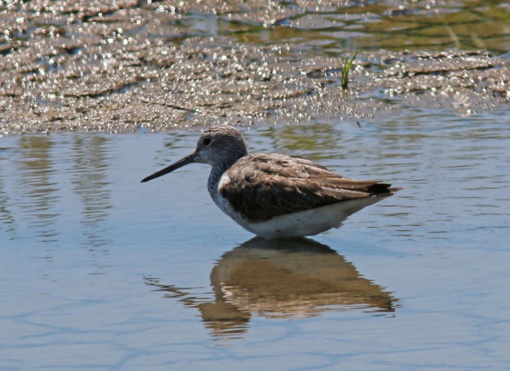 Pantana  (Tringa nebularia)