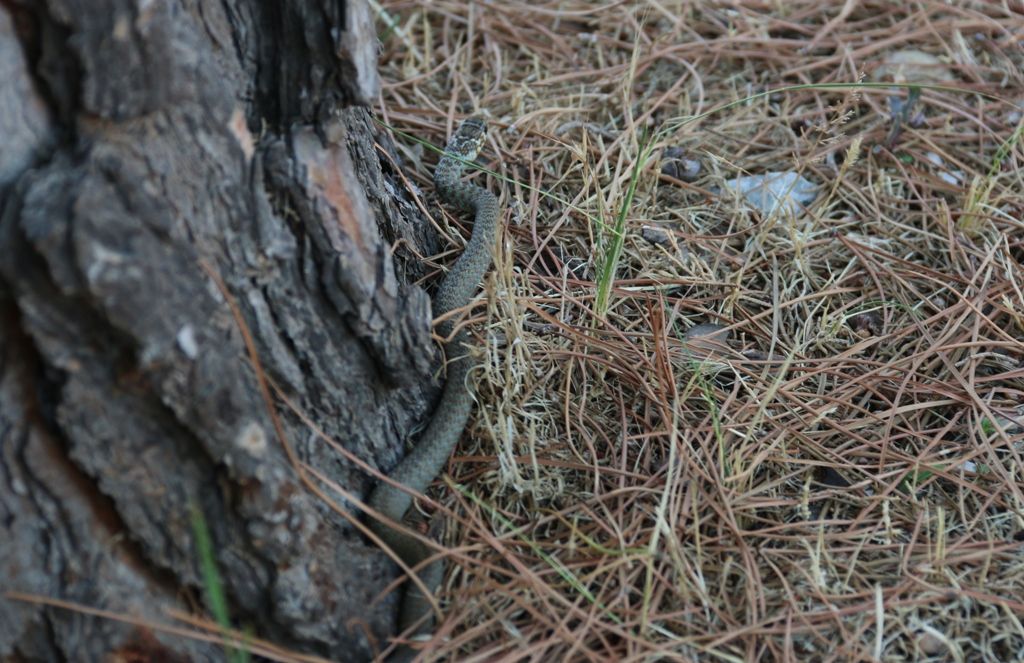 giovane Biacco, Hierophis viridiflavus