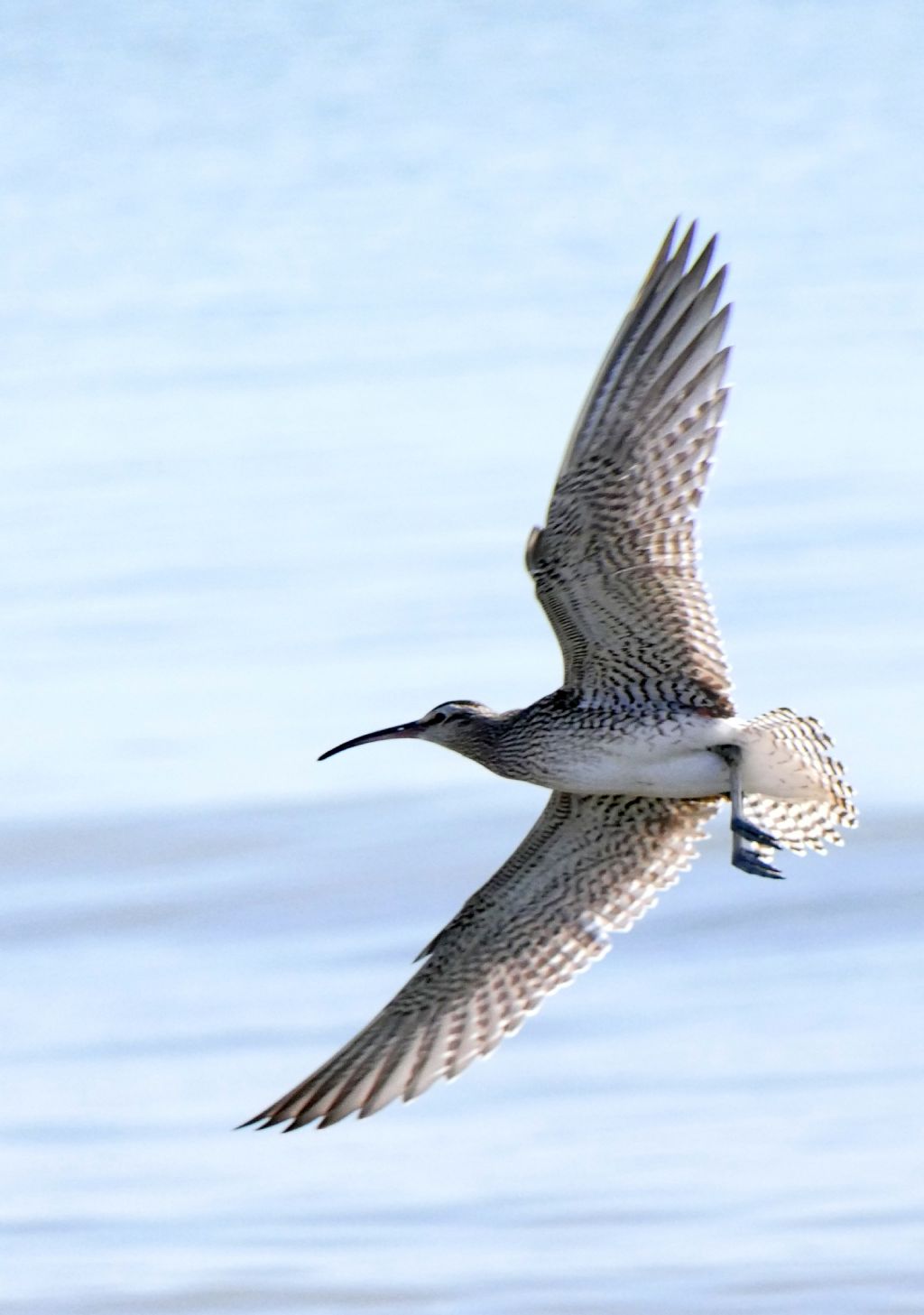 Chiurlo piccolo (Numenius phaeopus)