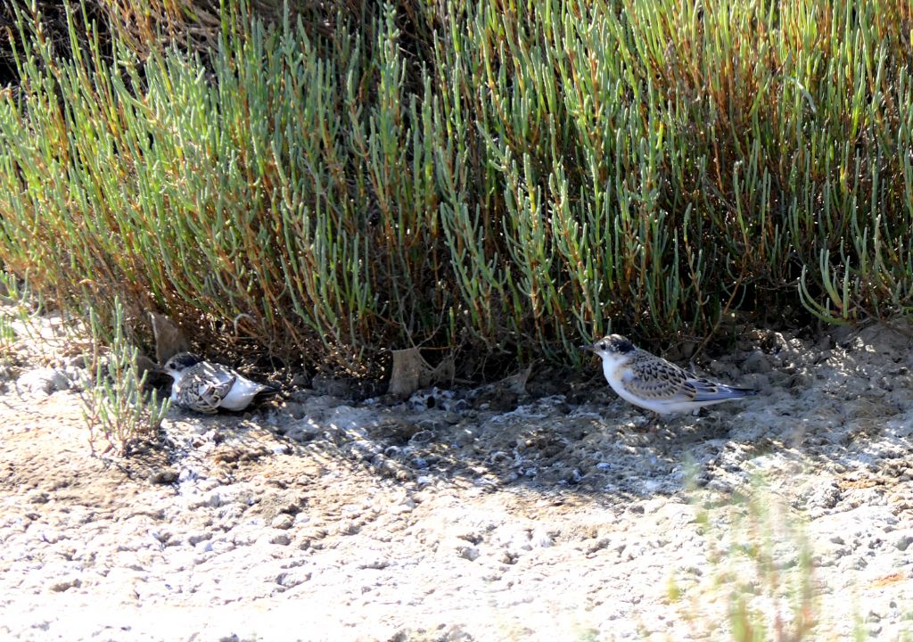 Pulcini di Fraticello ((Sternula albifrons)