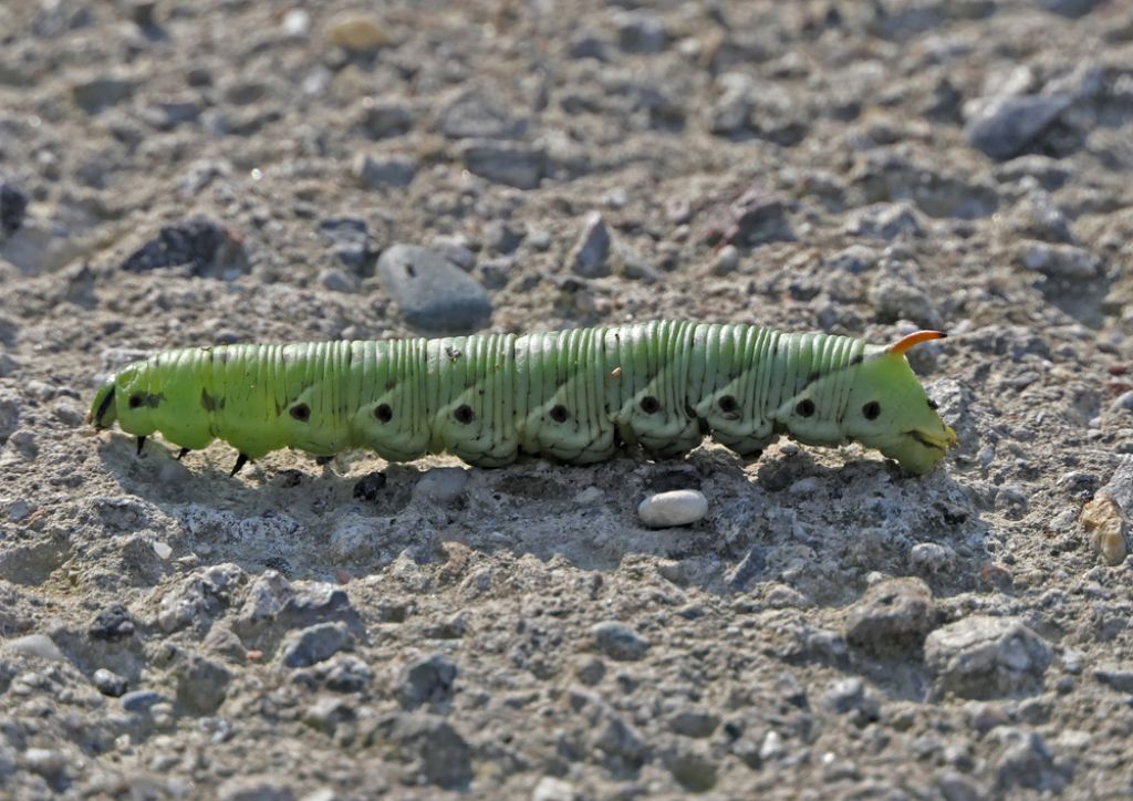 Larva di Agrius convolvuli / Sfinge del convolvolo  (Sphingidae)
