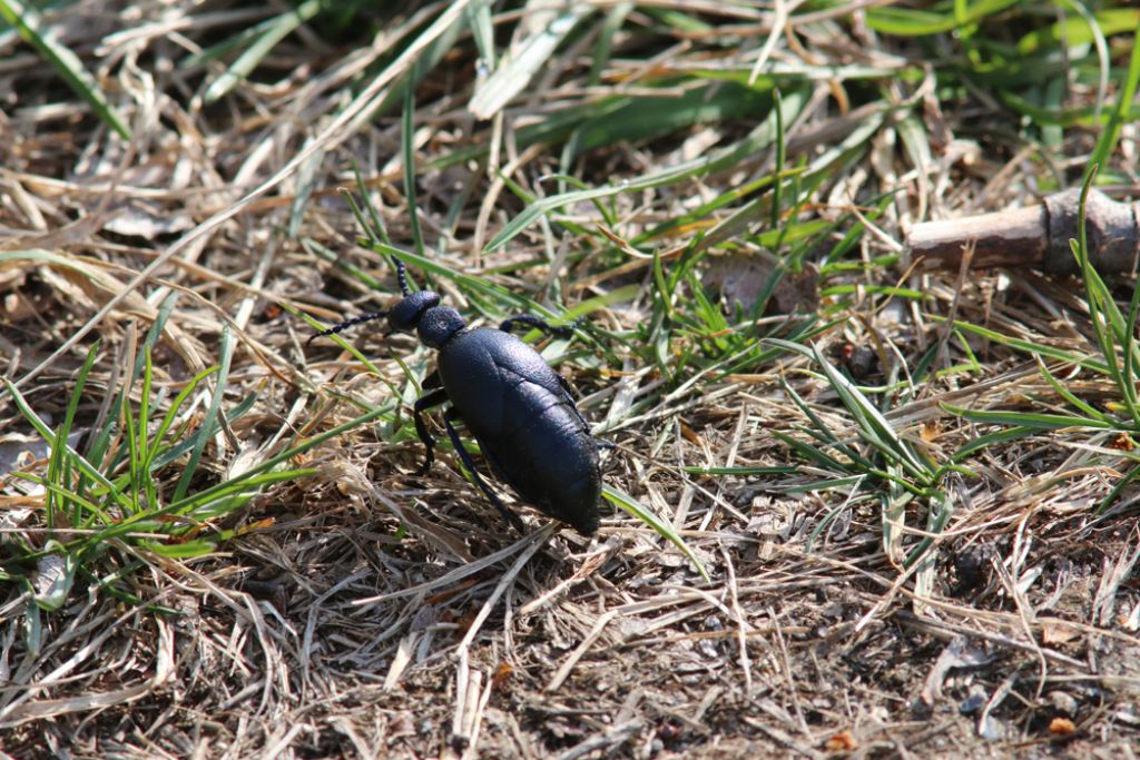 Meloidae: Meloe proscarabaeus,  femmina