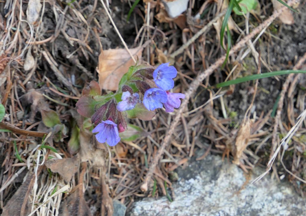 Pulmonaria sp. (Boraginaceae)