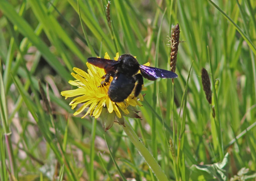 Apidae: femmina di Xilocopa sp.