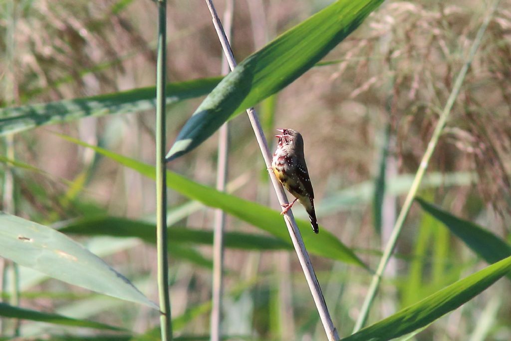 Bengalino comune : Amandava amandava (Estrildidae )