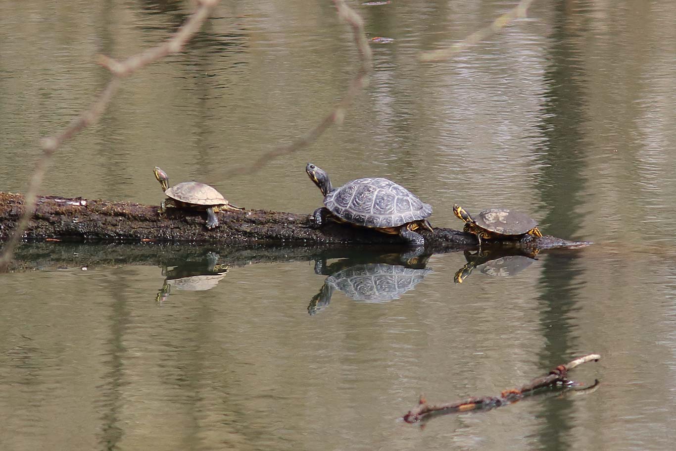 Trachemys scripta