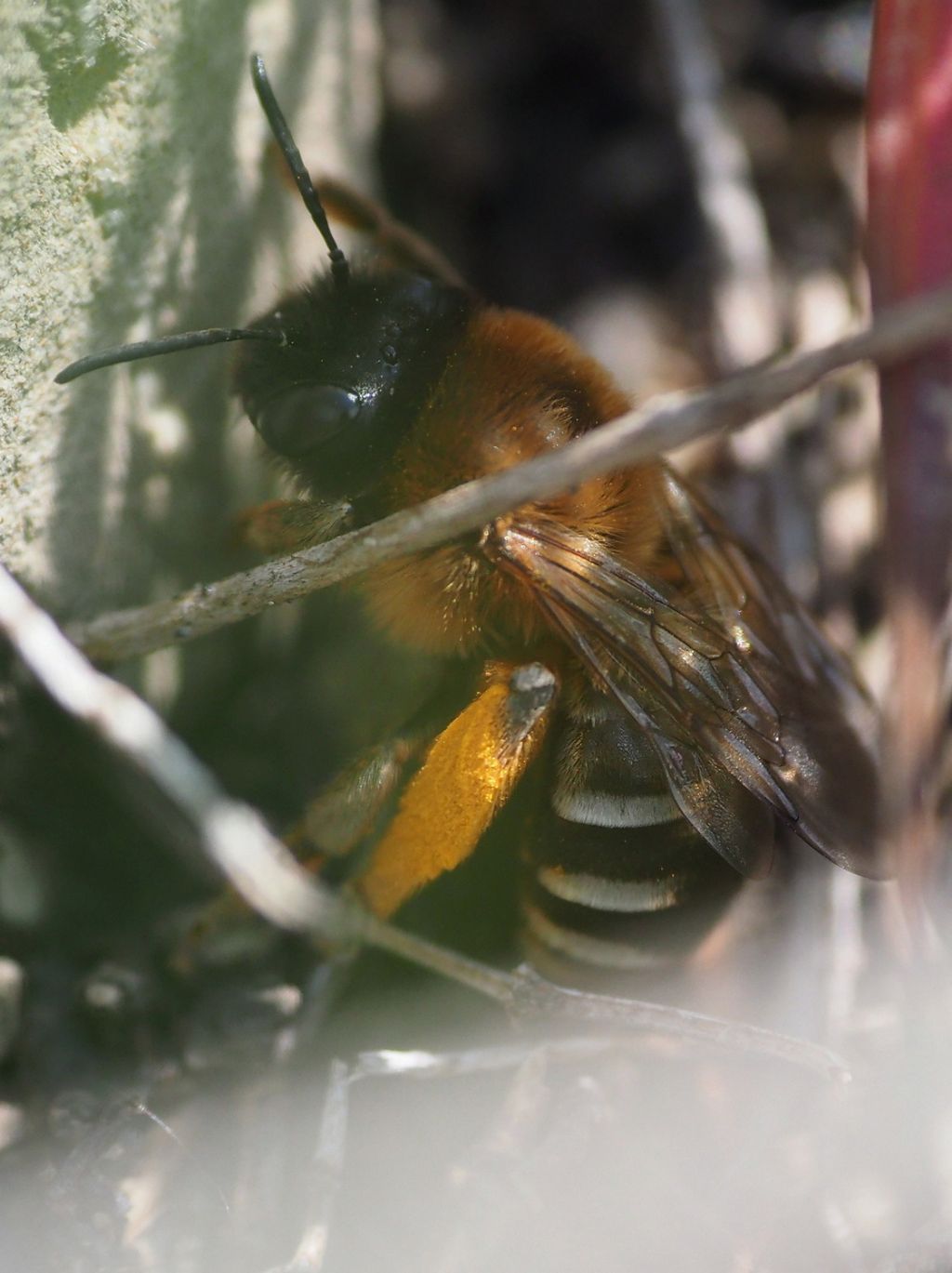 Eucera identification