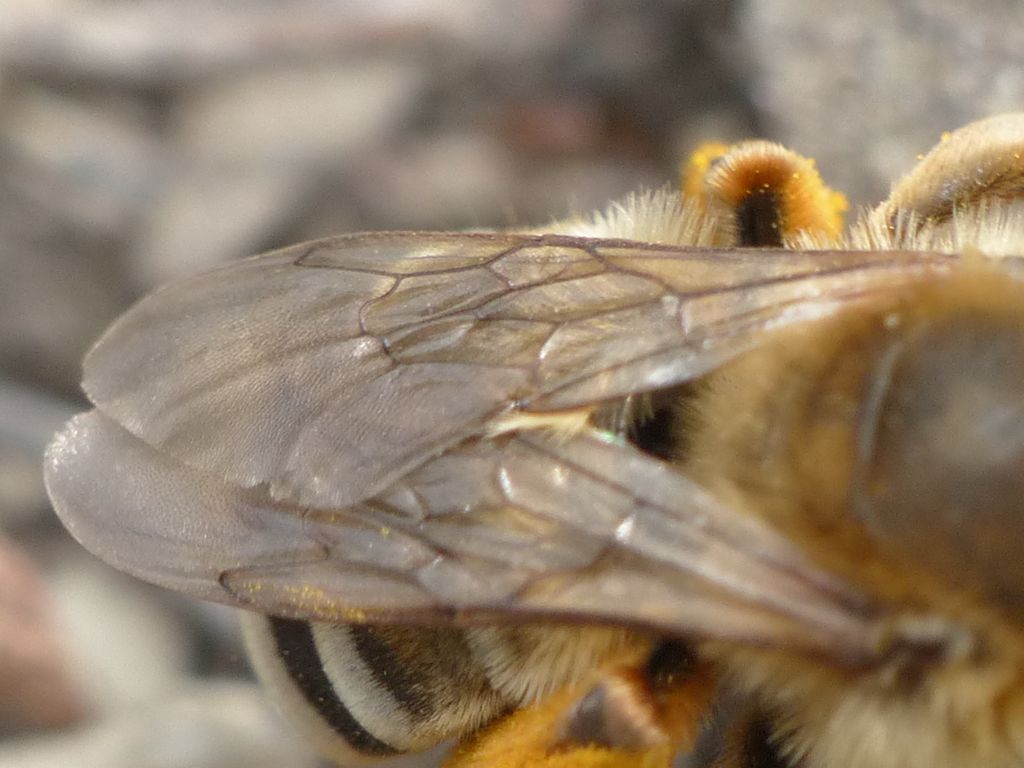 Eucera identification